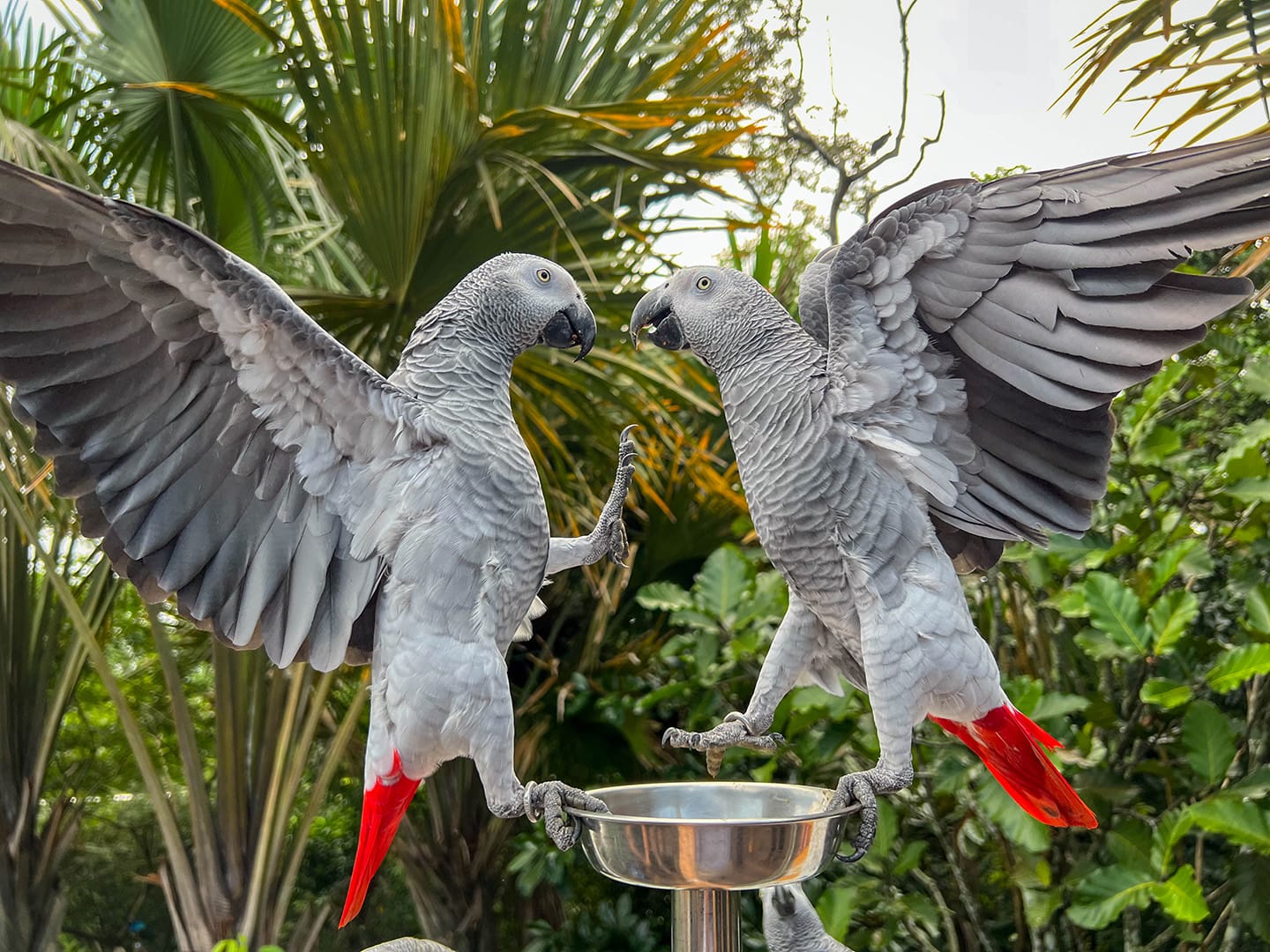 Two African grey parrots standing on a metal dish surrounded by greenery.
